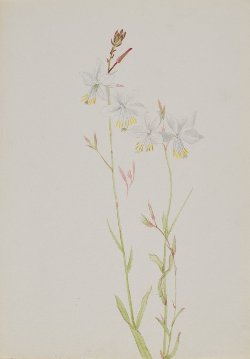 Untitled--Flower Study by Mary Vaux Walcott