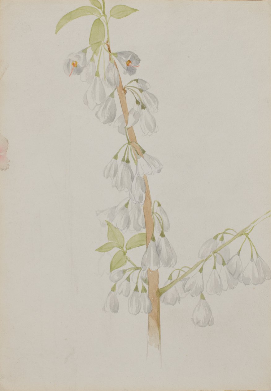 Untitled--Flower Study by Mary Vaux Walcott
