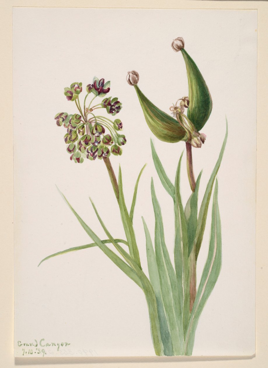 Untitled (Plant Study) by Mary Vaux Walcott