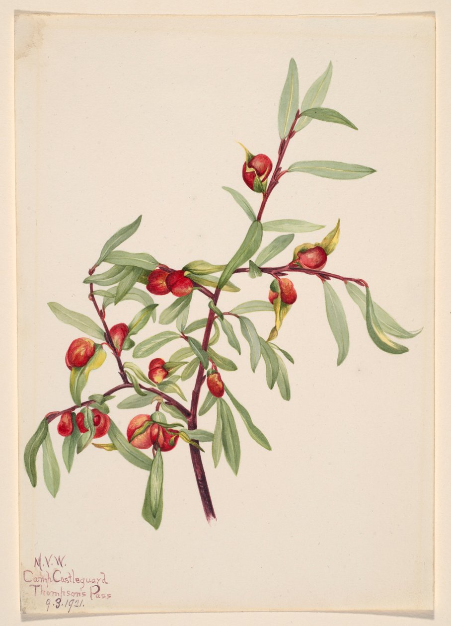 Untitled (Plant Study) by Mary Vaux Walcott