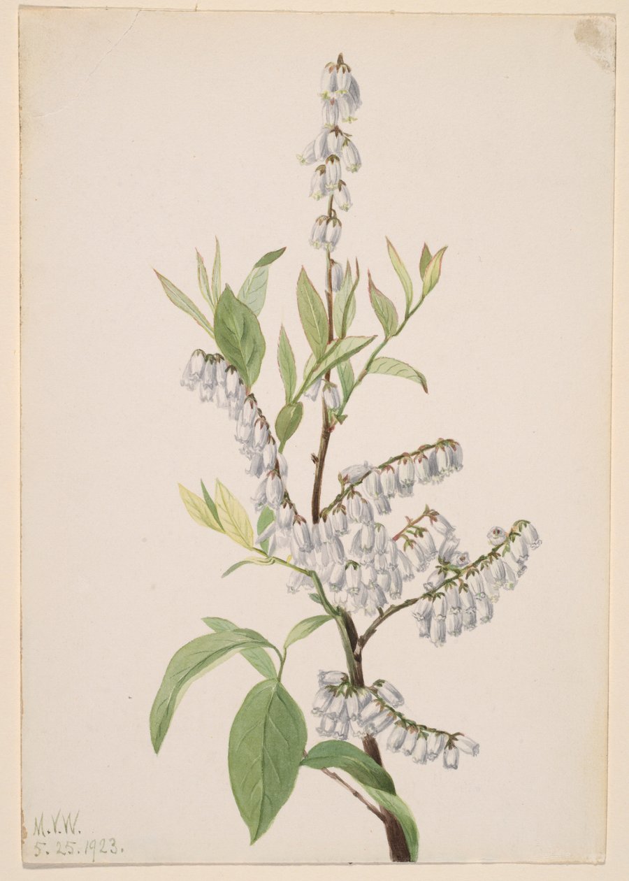 Untitled (Plant Study) by Mary Vaux Walcott
