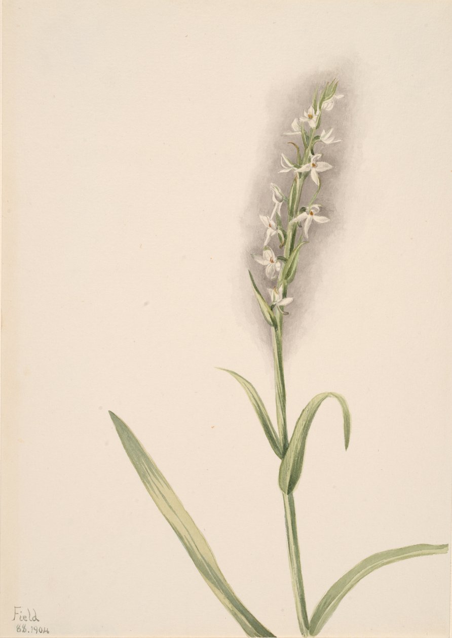 Untitled--Plant Study, 1904 by Mary Vaux Walcott