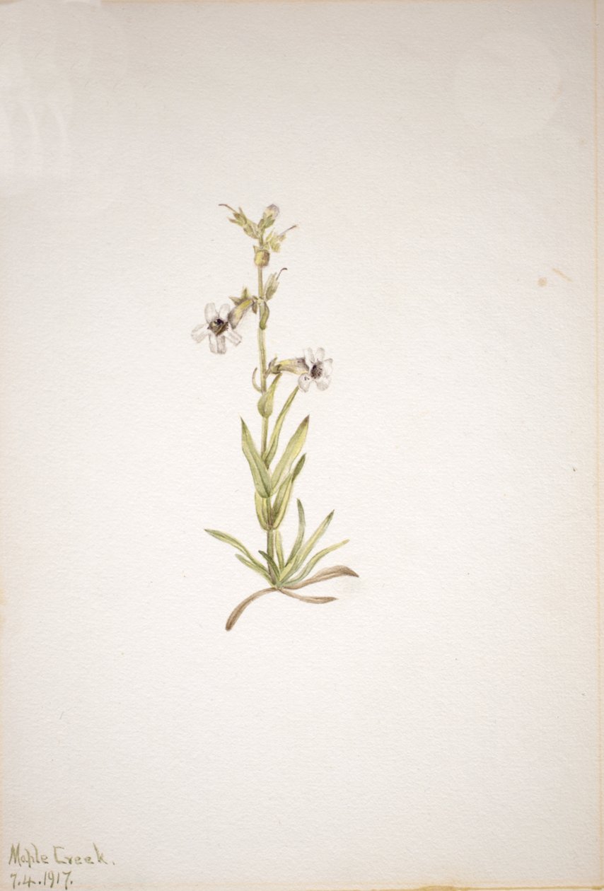 Untitled--Plant Study, 1917 by Mary Vaux Walcott