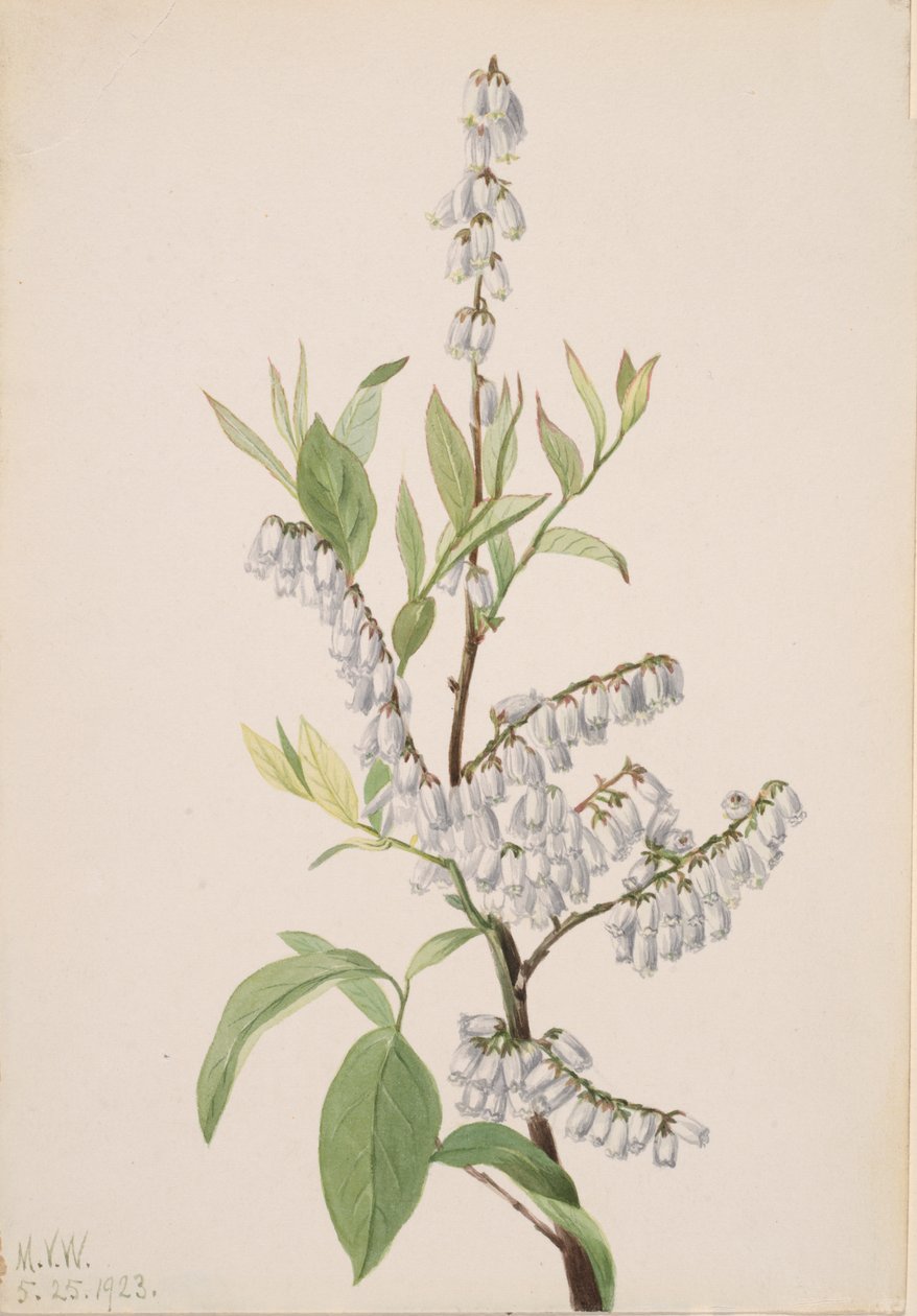 Untitled--Plant Study, 1923 by Mary Vaux Walcott