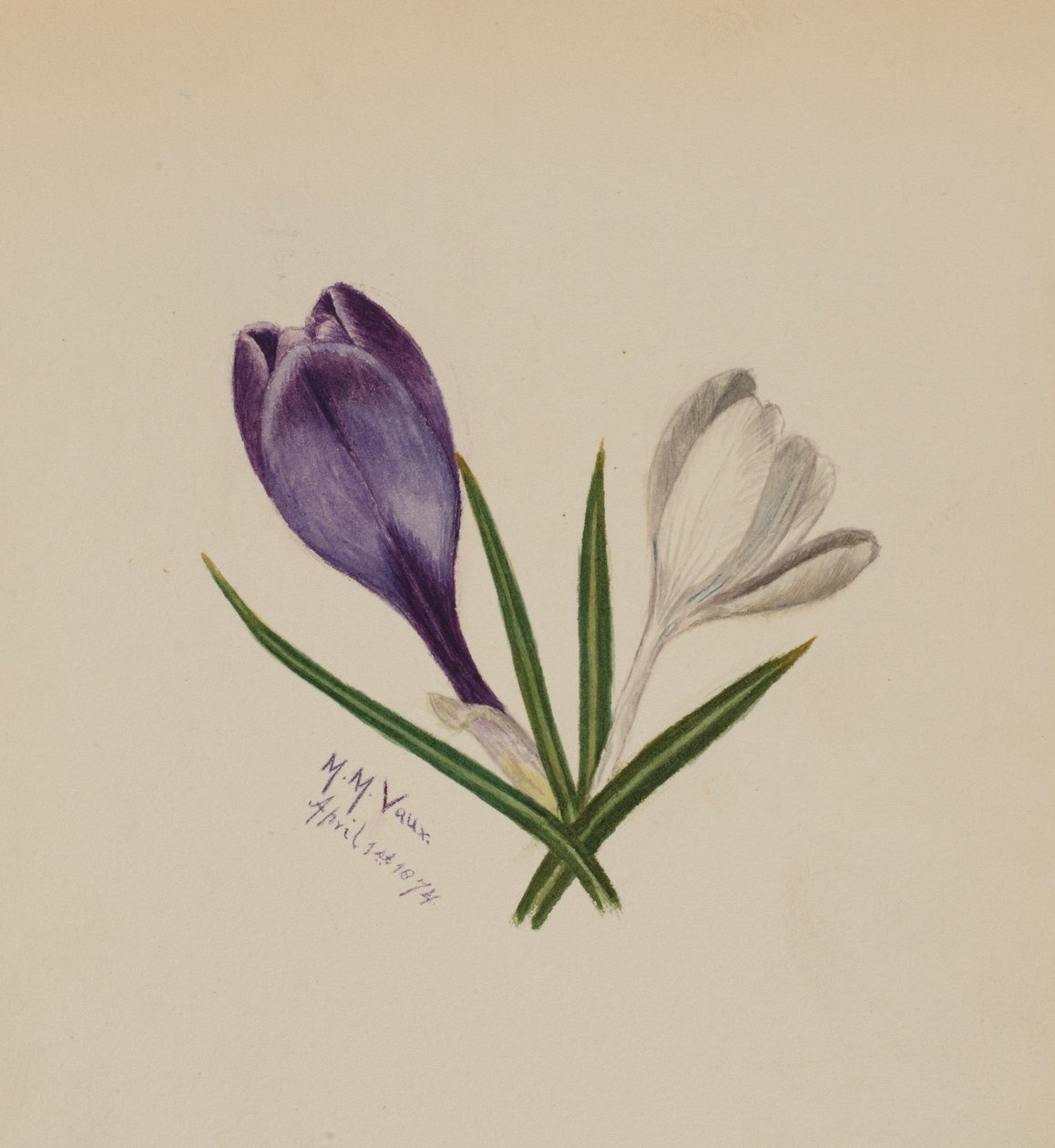 Crocuses by Mary Vaux Walcott