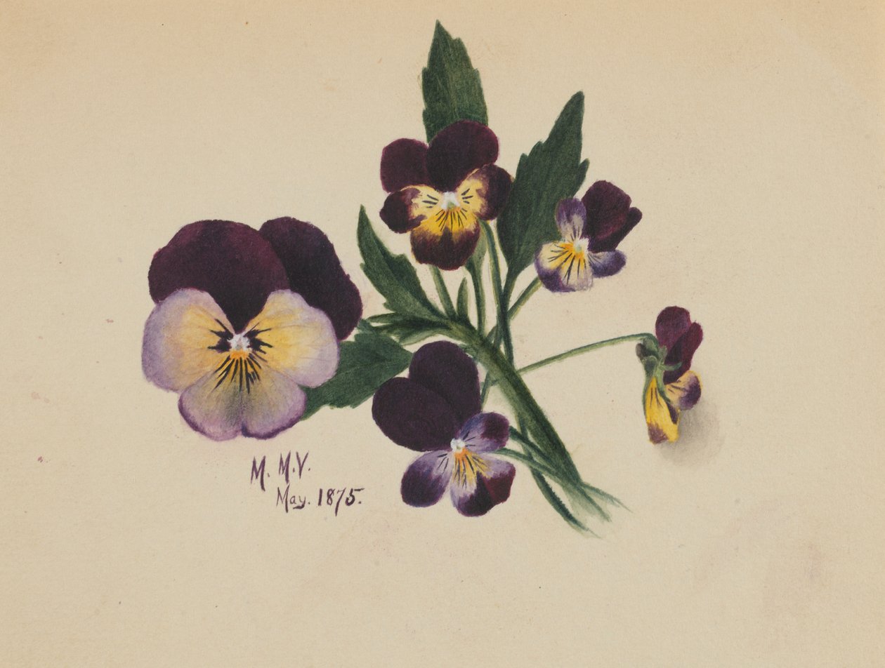 Untitled (Pansies) by Mary Vaux Walcott