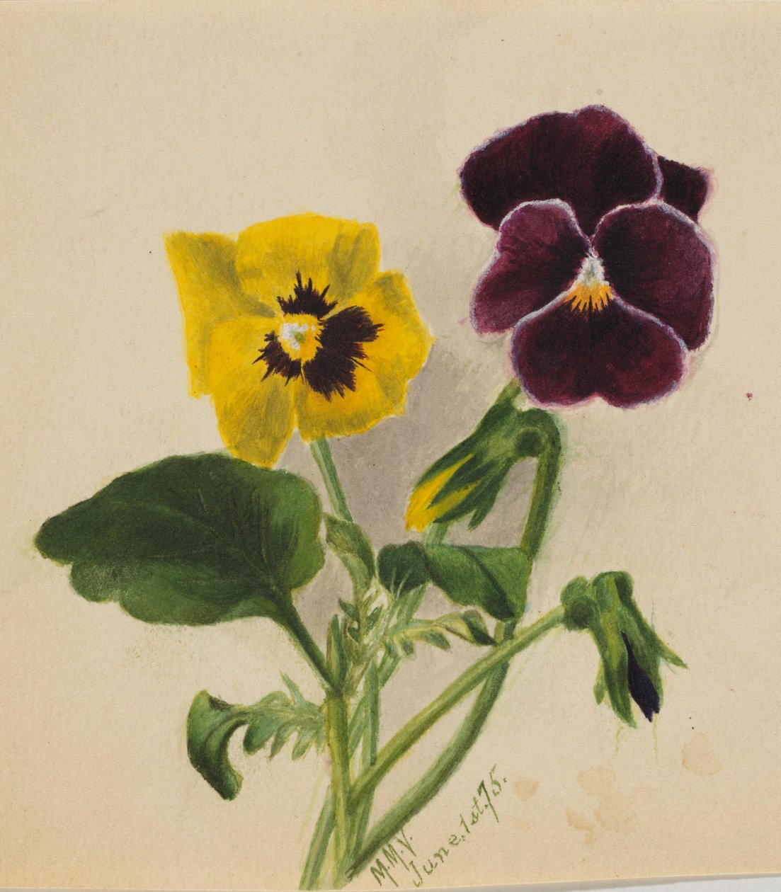 Untitled (Pansies) by Mary Vaux Walcott