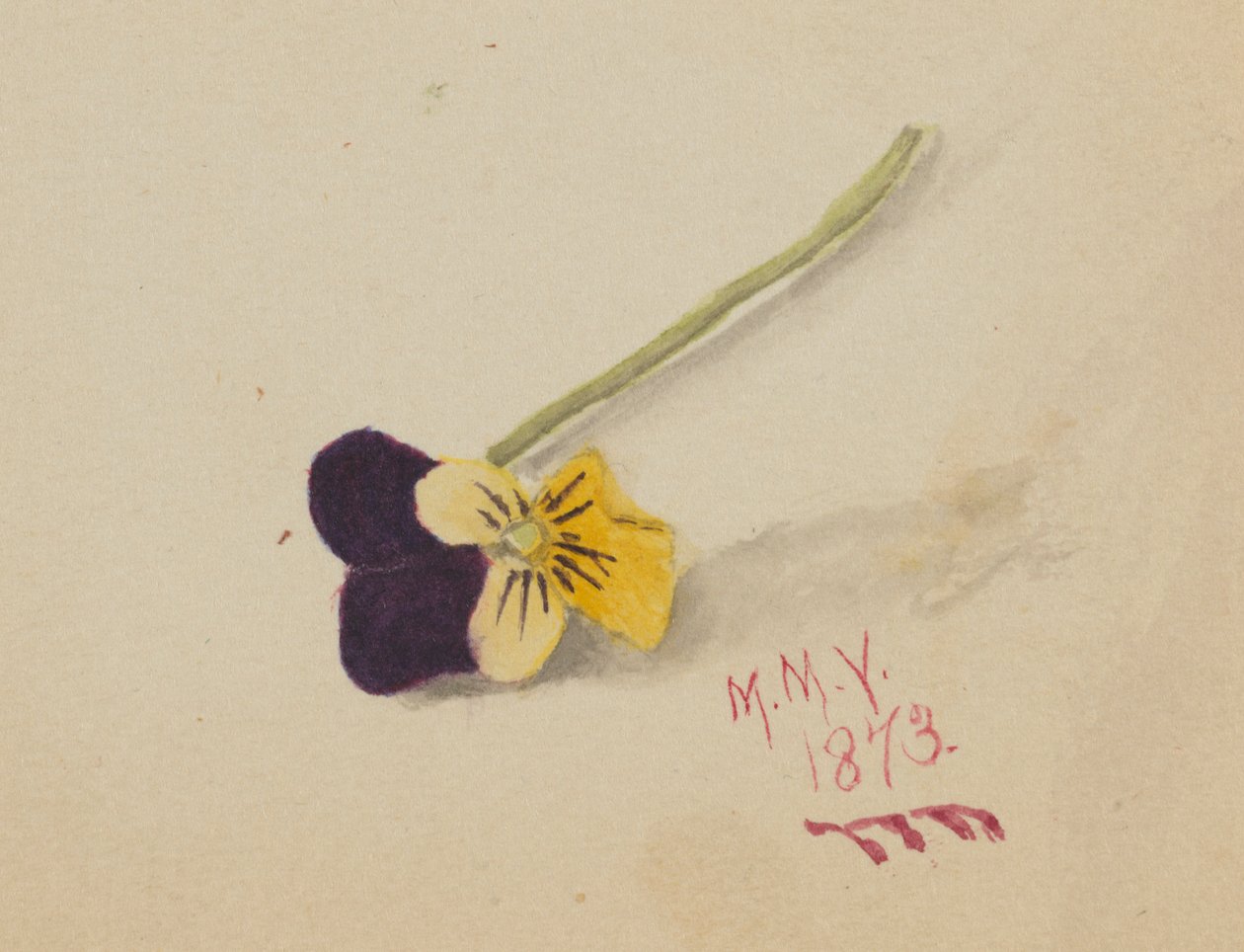 Untitled (Pansy) by Mary Vaux Walcott