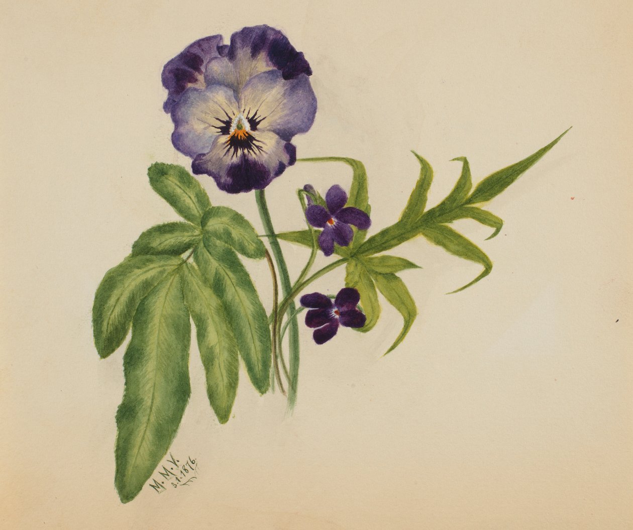 Untitled (Pansy) by Mary Vaux Walcott