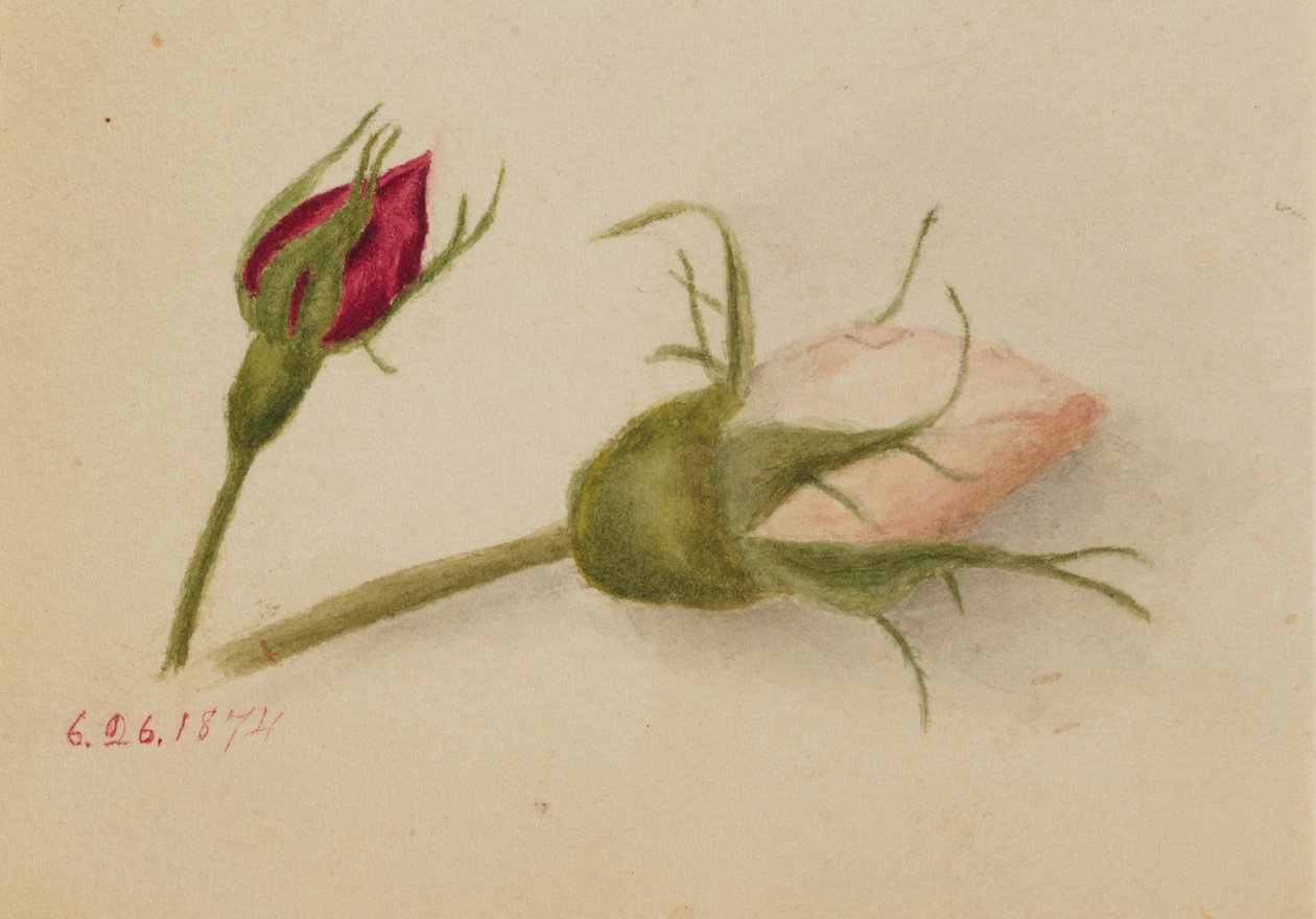 Untitled (Rosebuds) by Mary Vaux Walcott