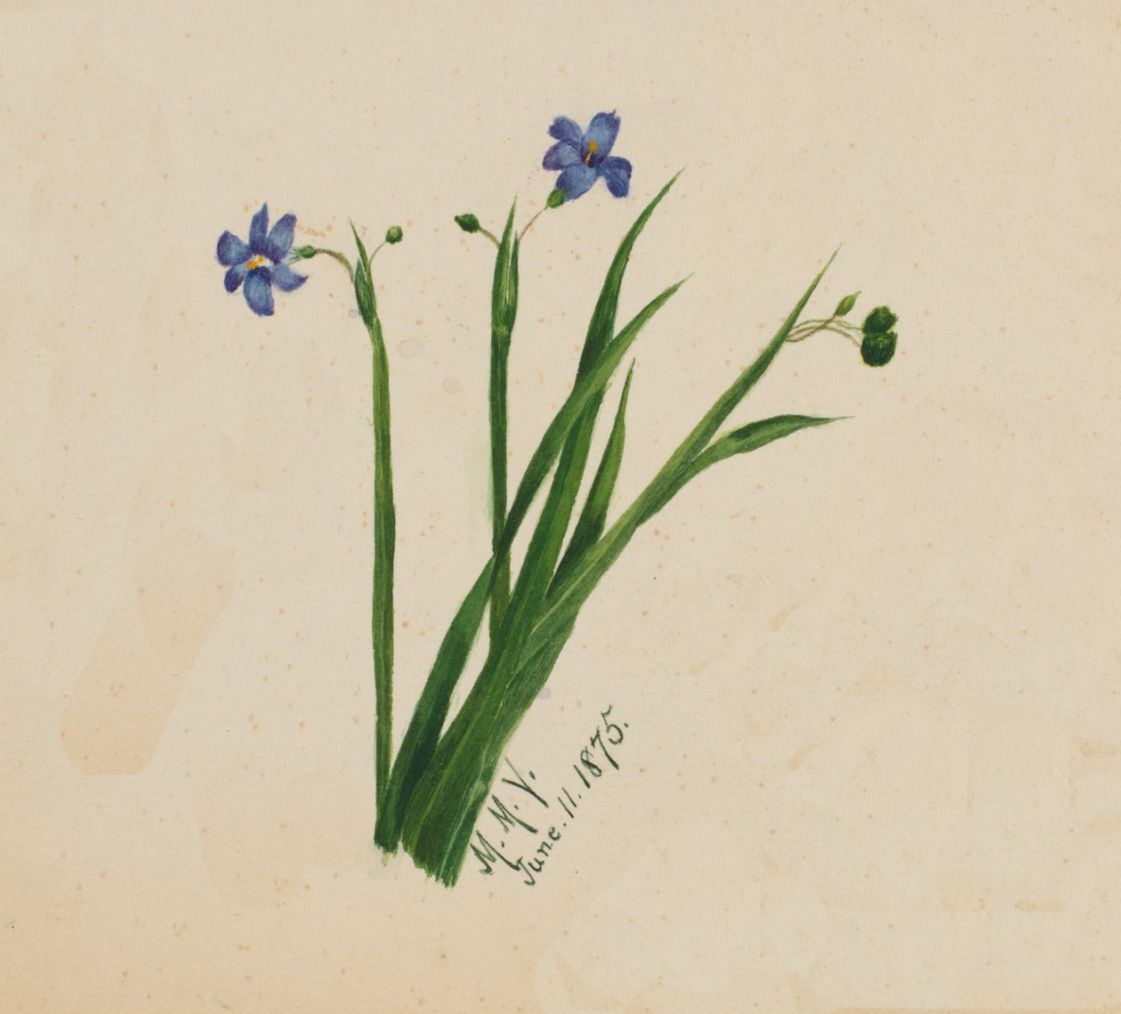 Untitled by Mary Vaux Walcott