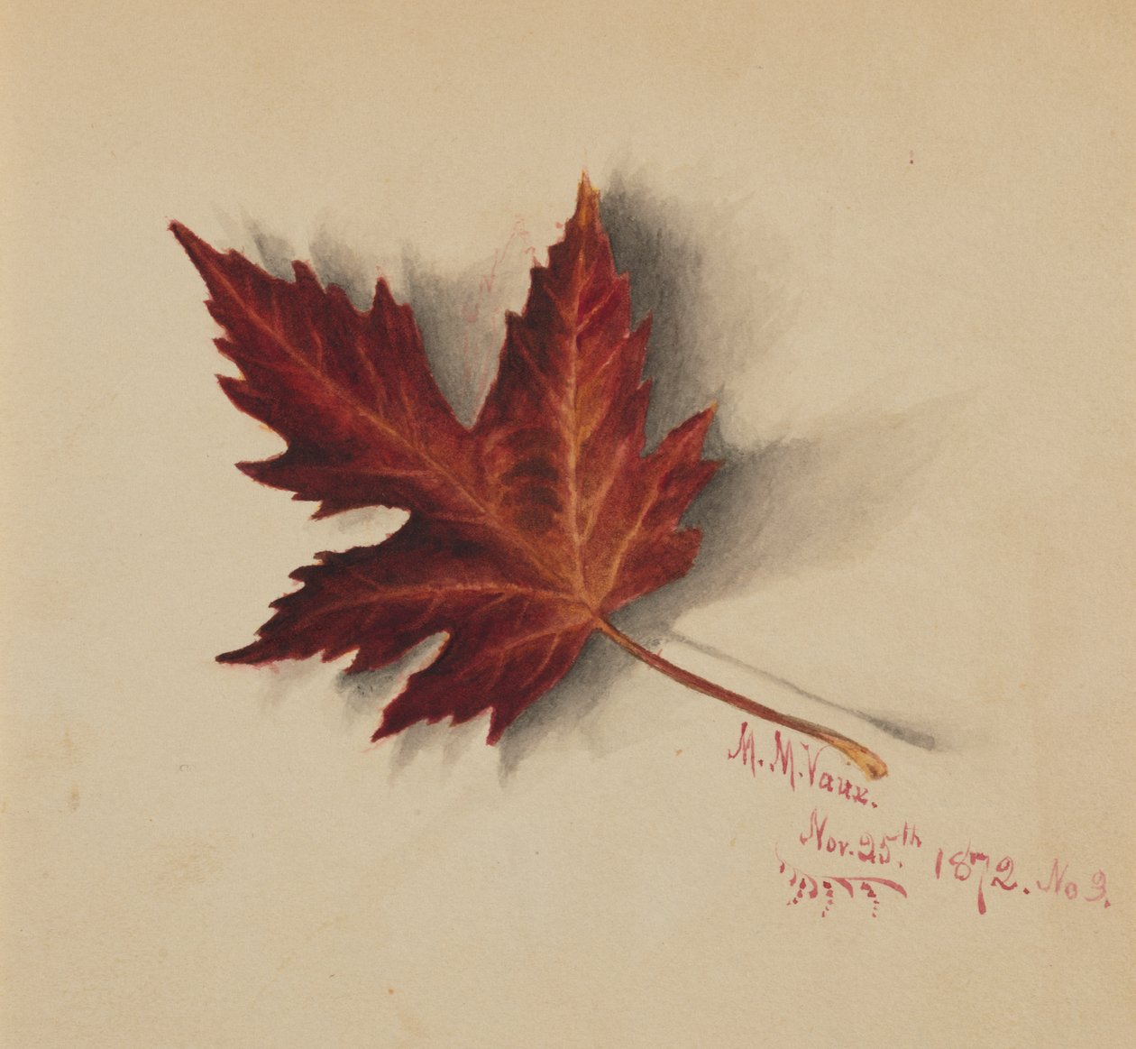 Untitled Autumn Leaf by Mary Vaux Walcott