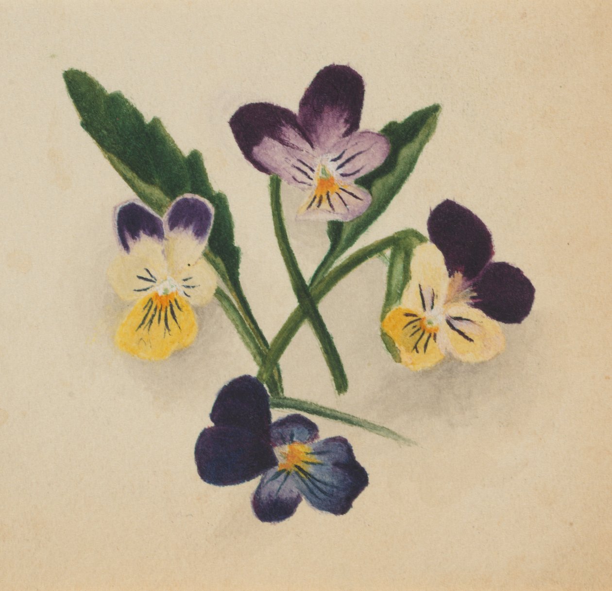 Untitled Pansies, 1874 by Mary Vaux Walcott