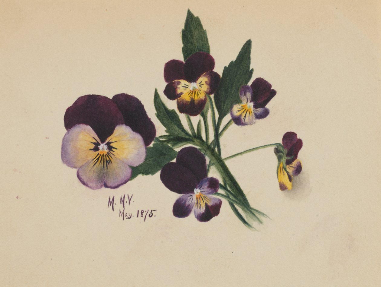 Untitled Pansies, 1875 by Mary Vaux Walcott