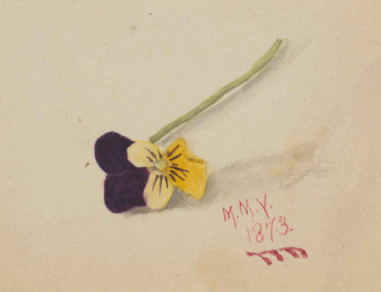 Untitled Pansy by Mary Vaux Walcott