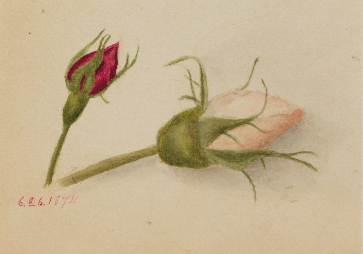 Untitled Rosebuds by Mary Vaux Walcott
