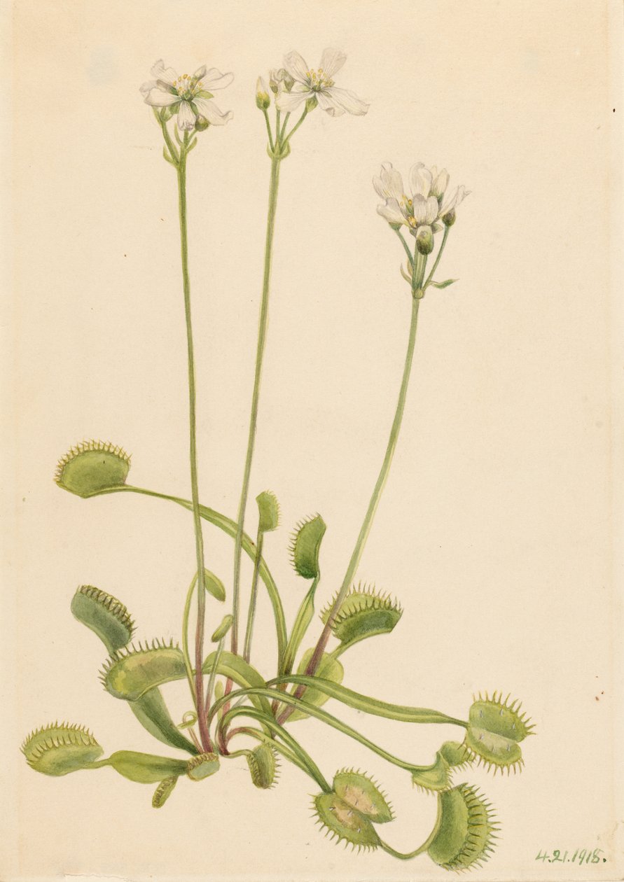 Venus Flytrap by Mary Vaux Walcott