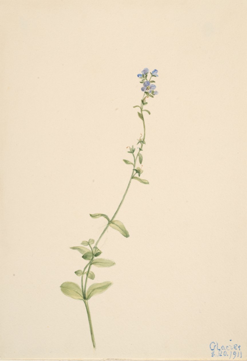 Veronica serpyllifolia by Mary Vaux Walcott