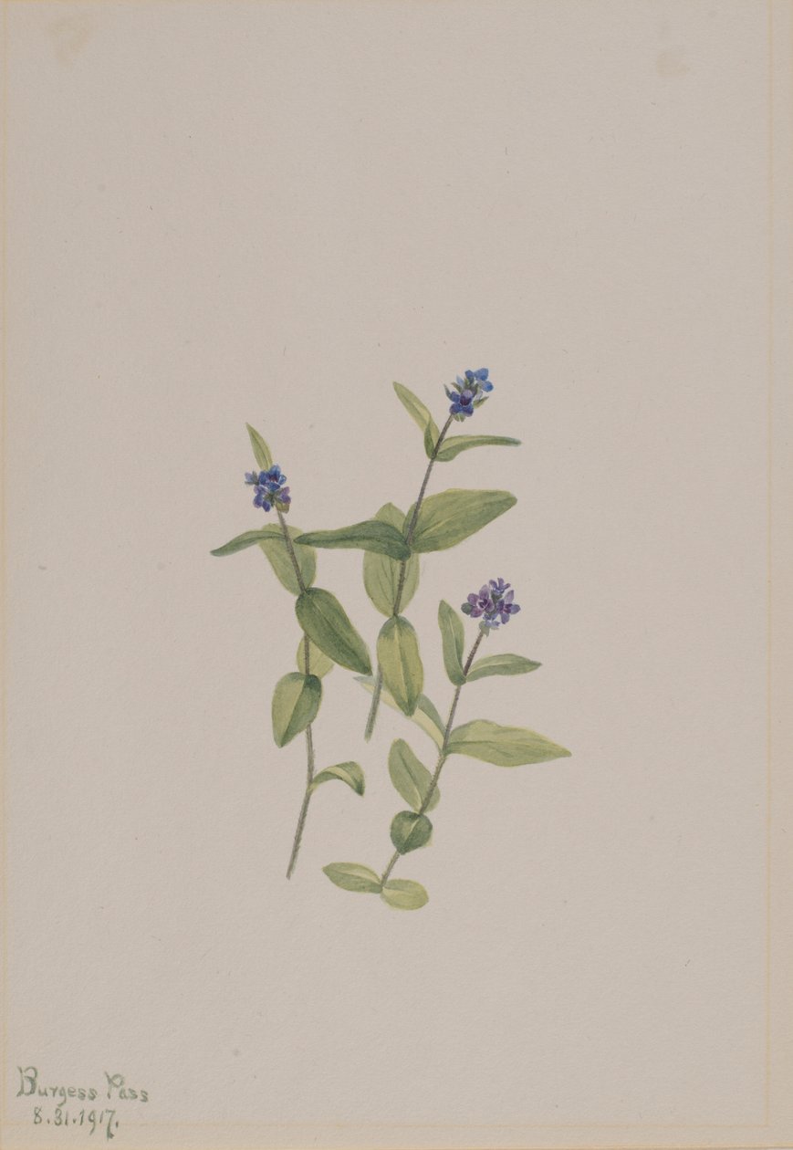 Veronica wormskjoldii by Mary Vaux Walcott