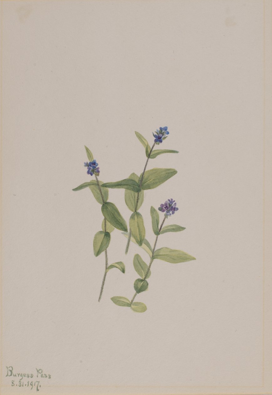 Veronica Wormskjoldii by Mary Vaux Walcott