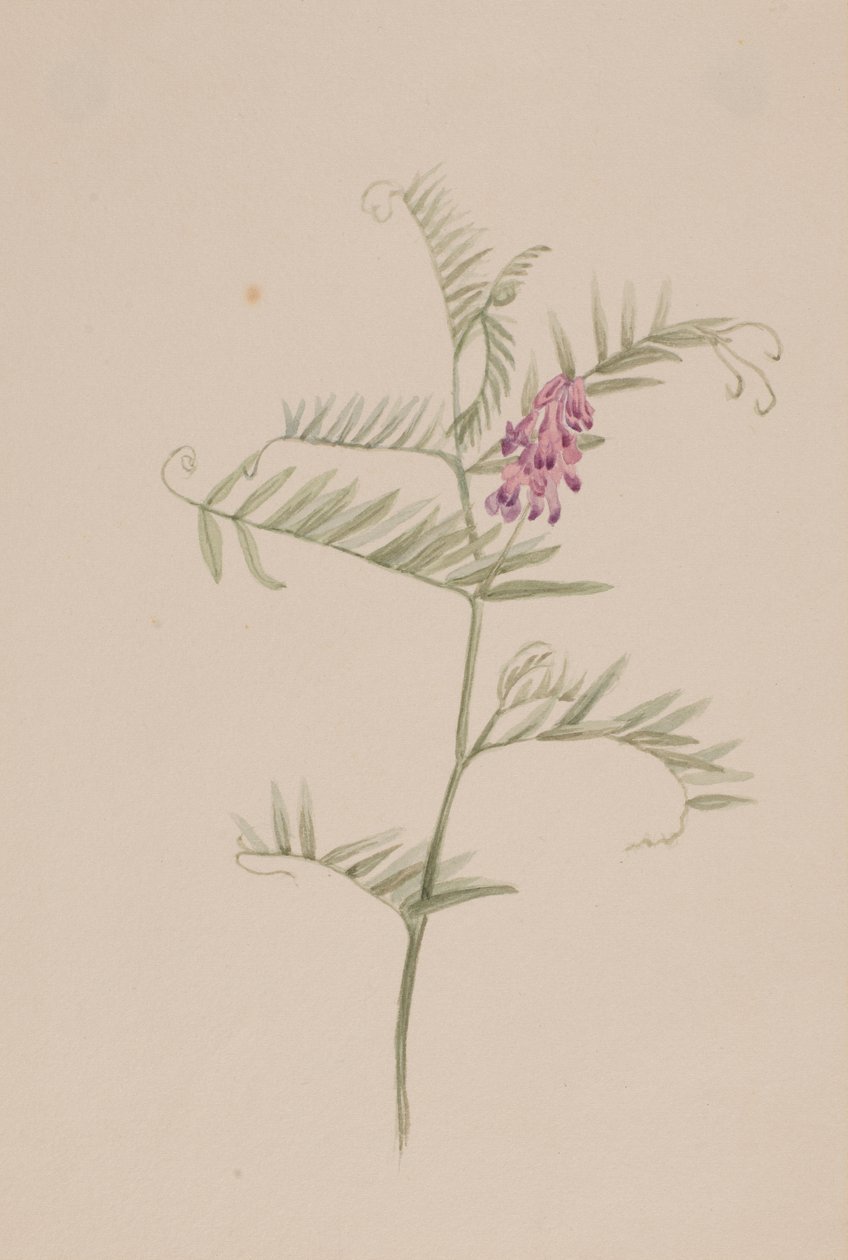 Vicia americana by Mary Vaux Walcott