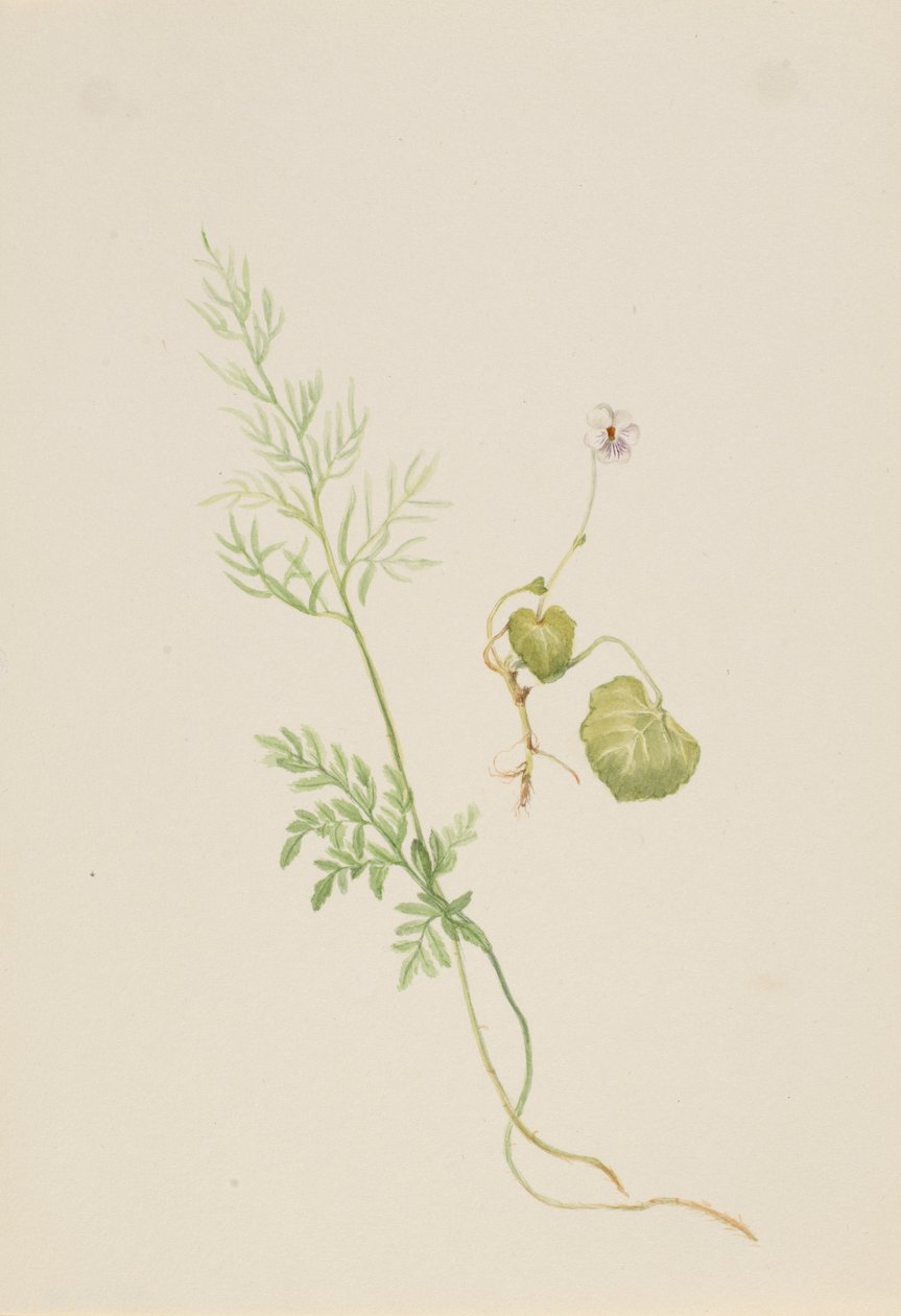 Marsh Violet by Mary Vaux Walcott