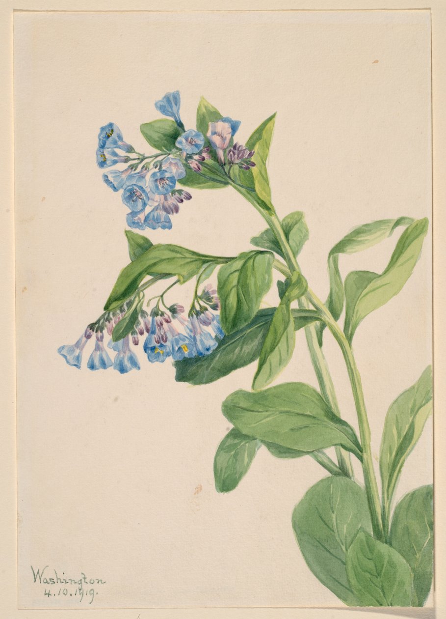 Virginia Bluebells (Mertensia virginica) by Mary Vaux Walcott