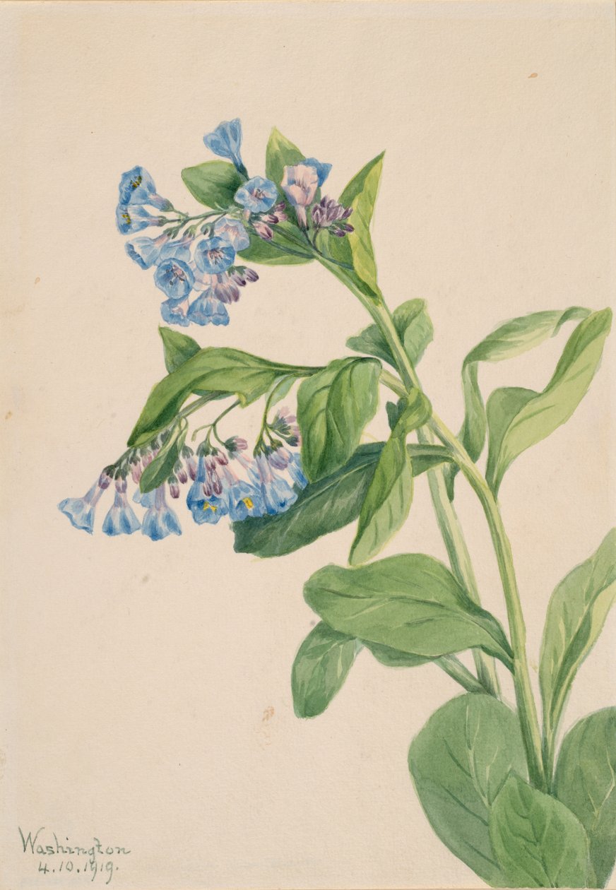 Virginia Bluebells Mertensia Virginica, 1919 by Mary Vaux Walcott
