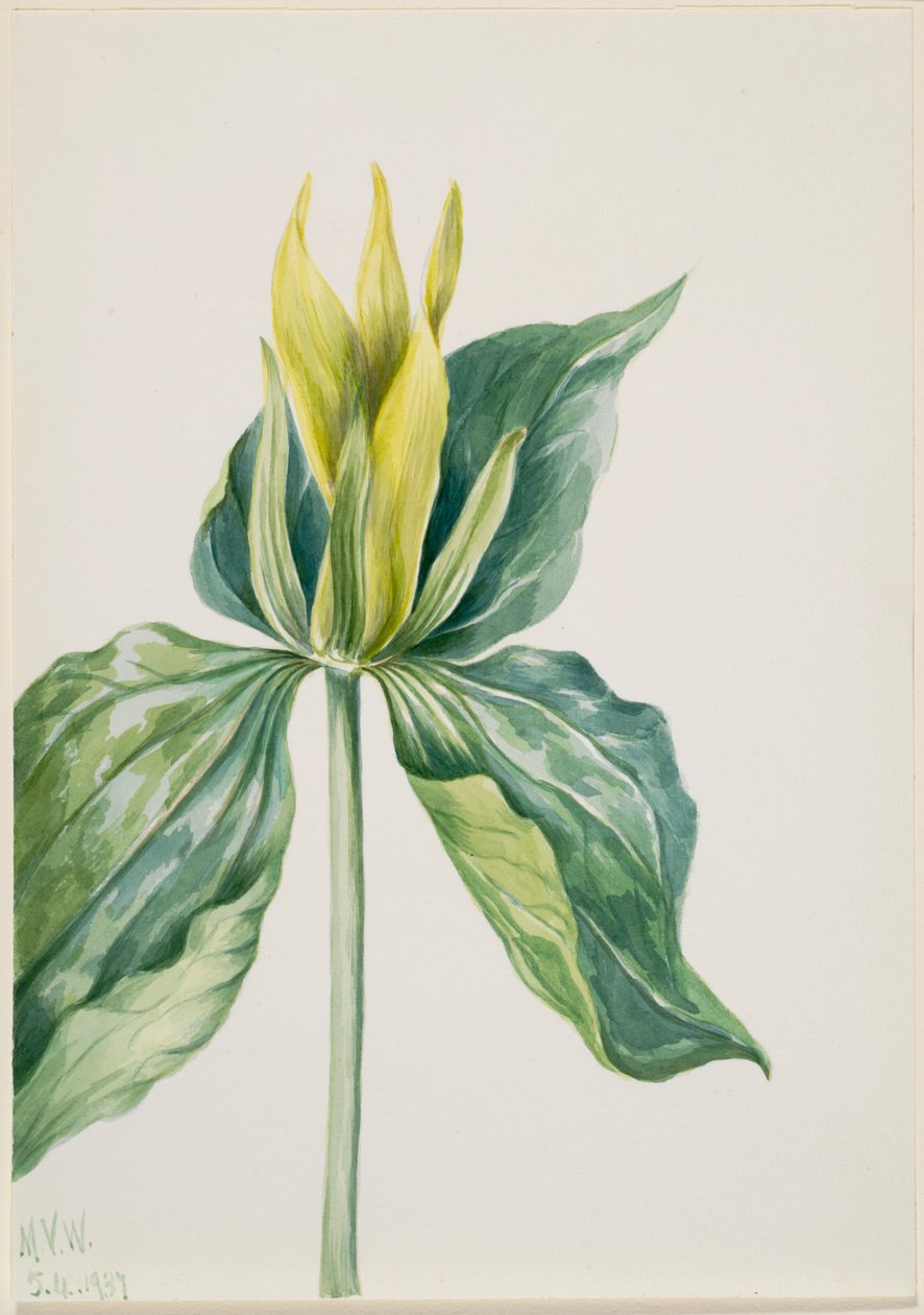 Wake-Robin by Mary Vaux Walcott