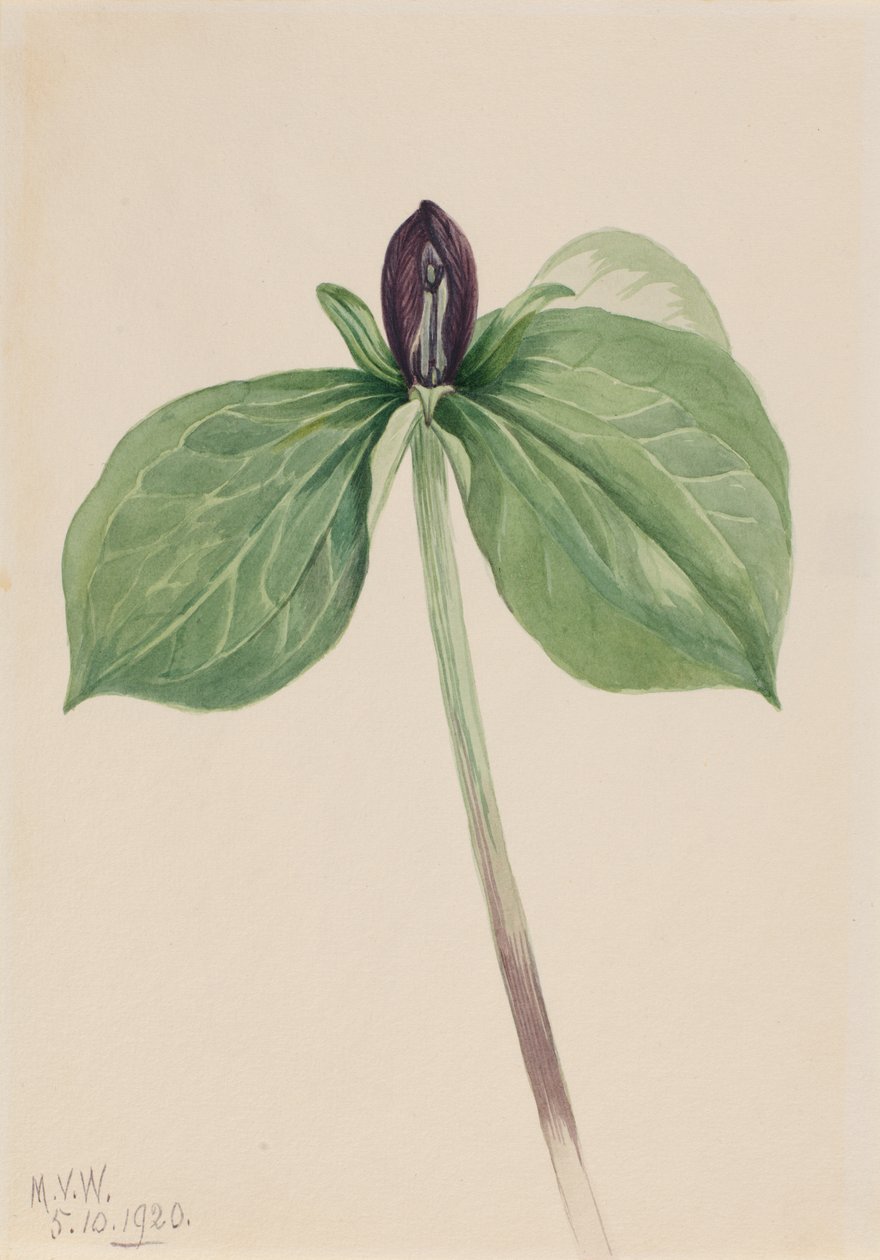 Wake-Robin Trillium sessile by Mary Vaux Walcott