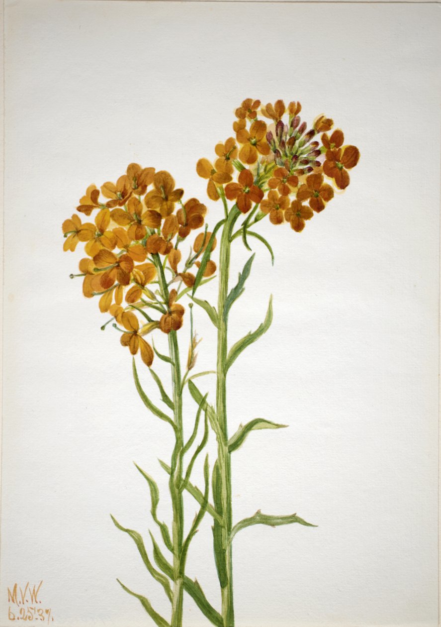 Wallflower Erysimum wheeleri by Mary Vaux Walcott