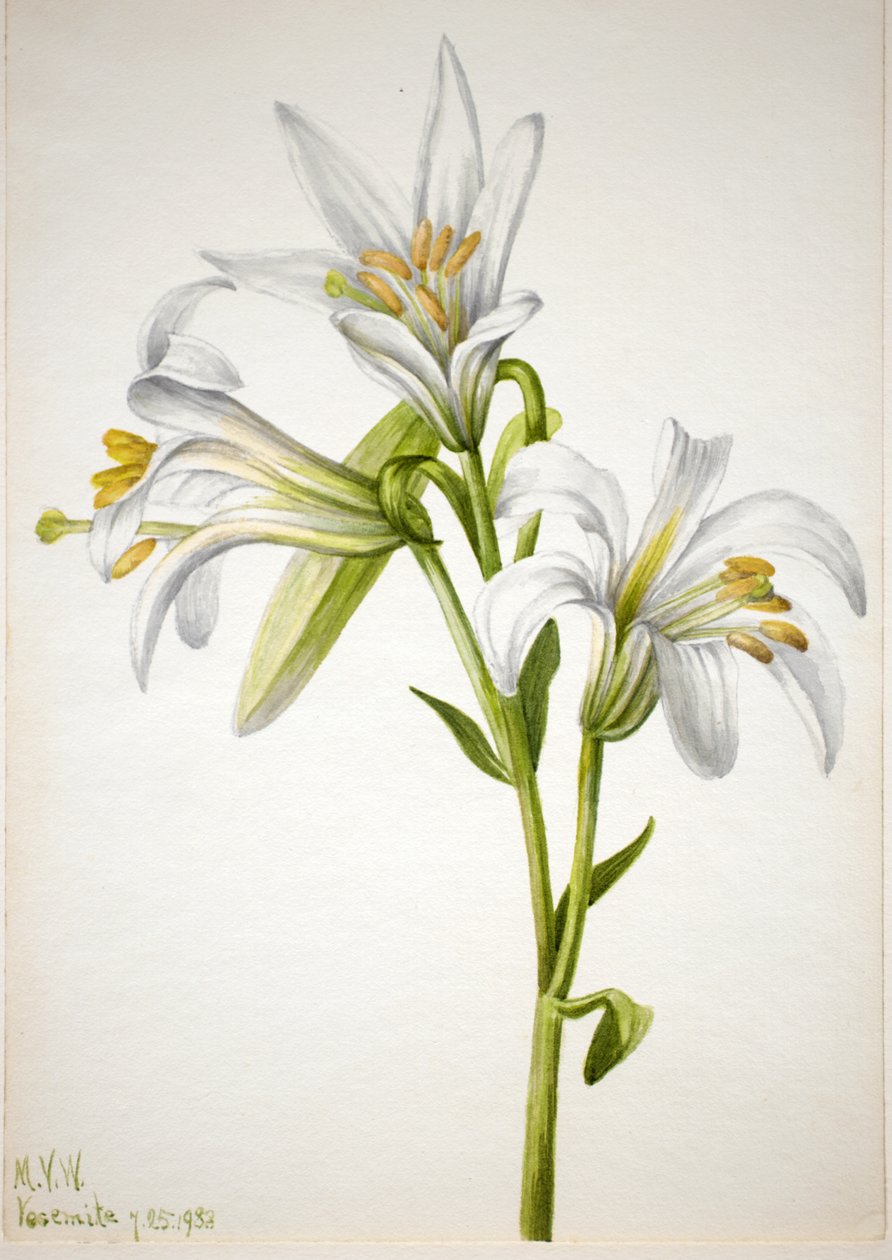 Washington Lily Lilium washingtonianum by Mary Vaux Walcott