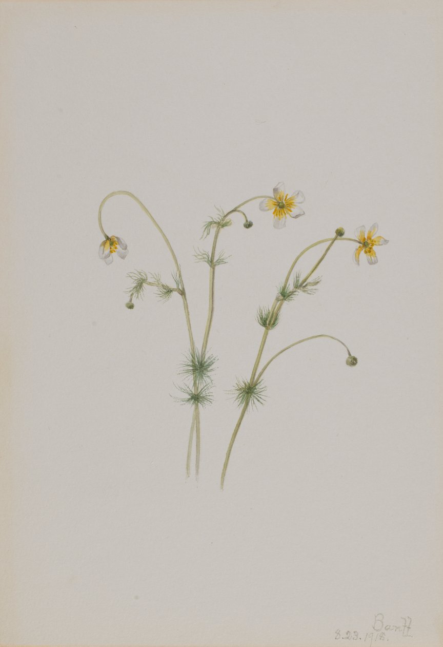 Water Crowfoot by Mary Vaux Walcott