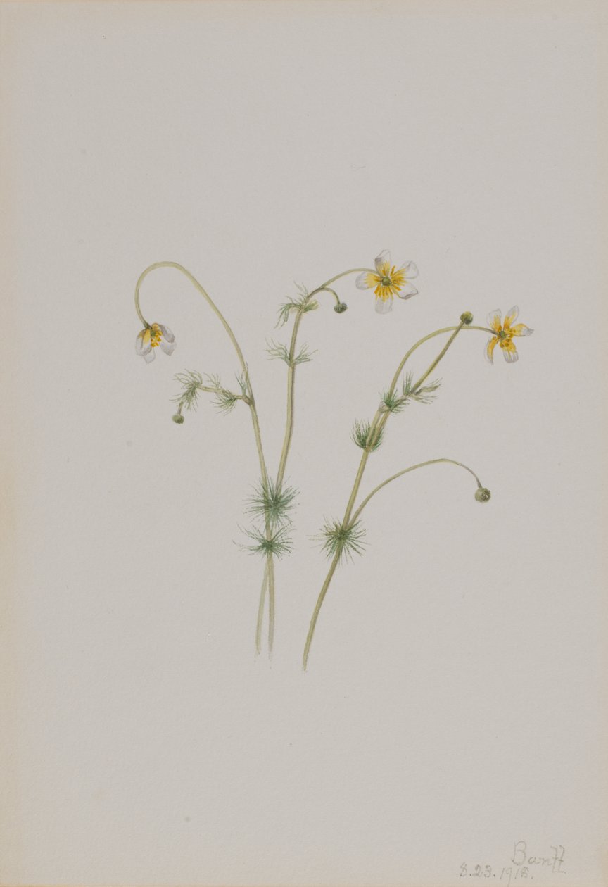 Water Crowfoot (Batrachium trichophyllum) by Mary Vaux Walcott