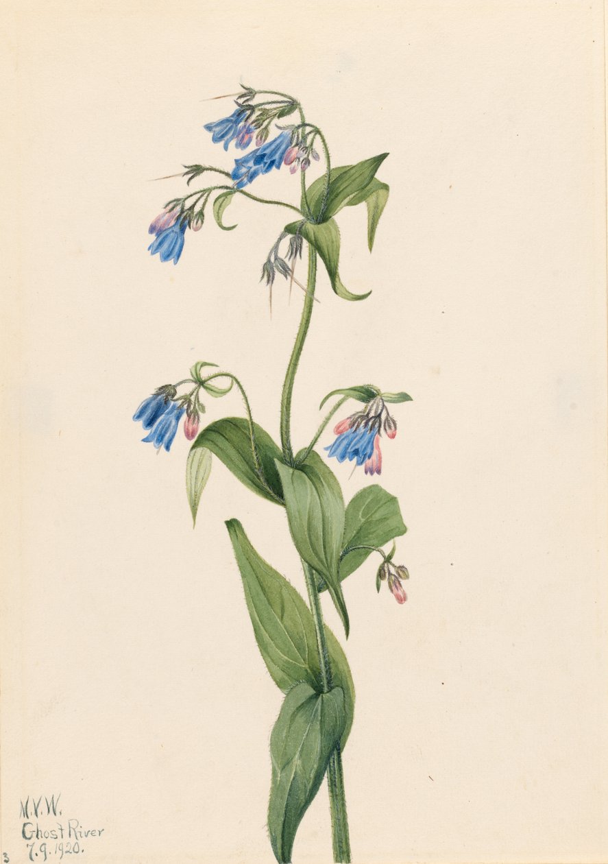 Western Bluebells by Mary Vaux Walcott