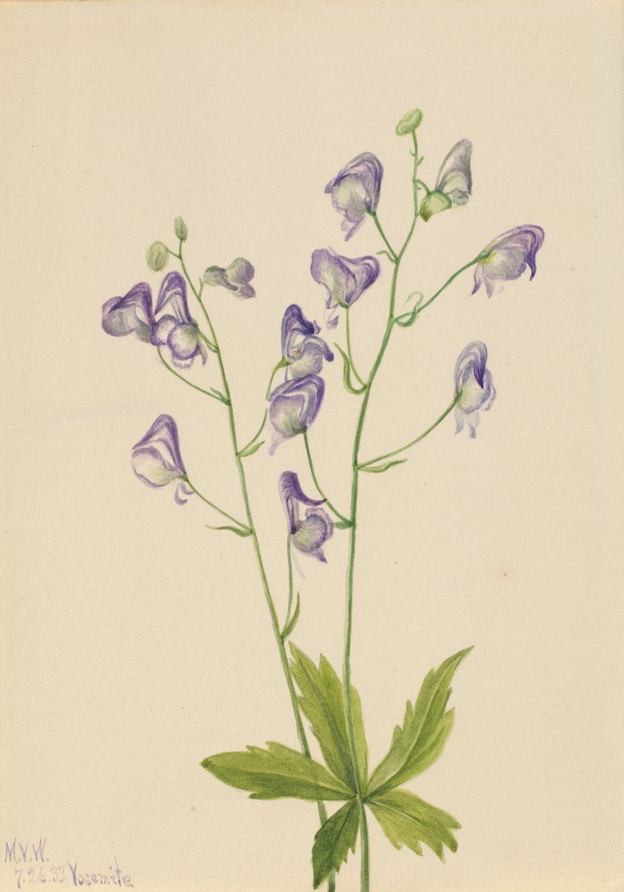 Western Monkshood Aconitum columbianum, 1933 by Mary Vaux Walcott