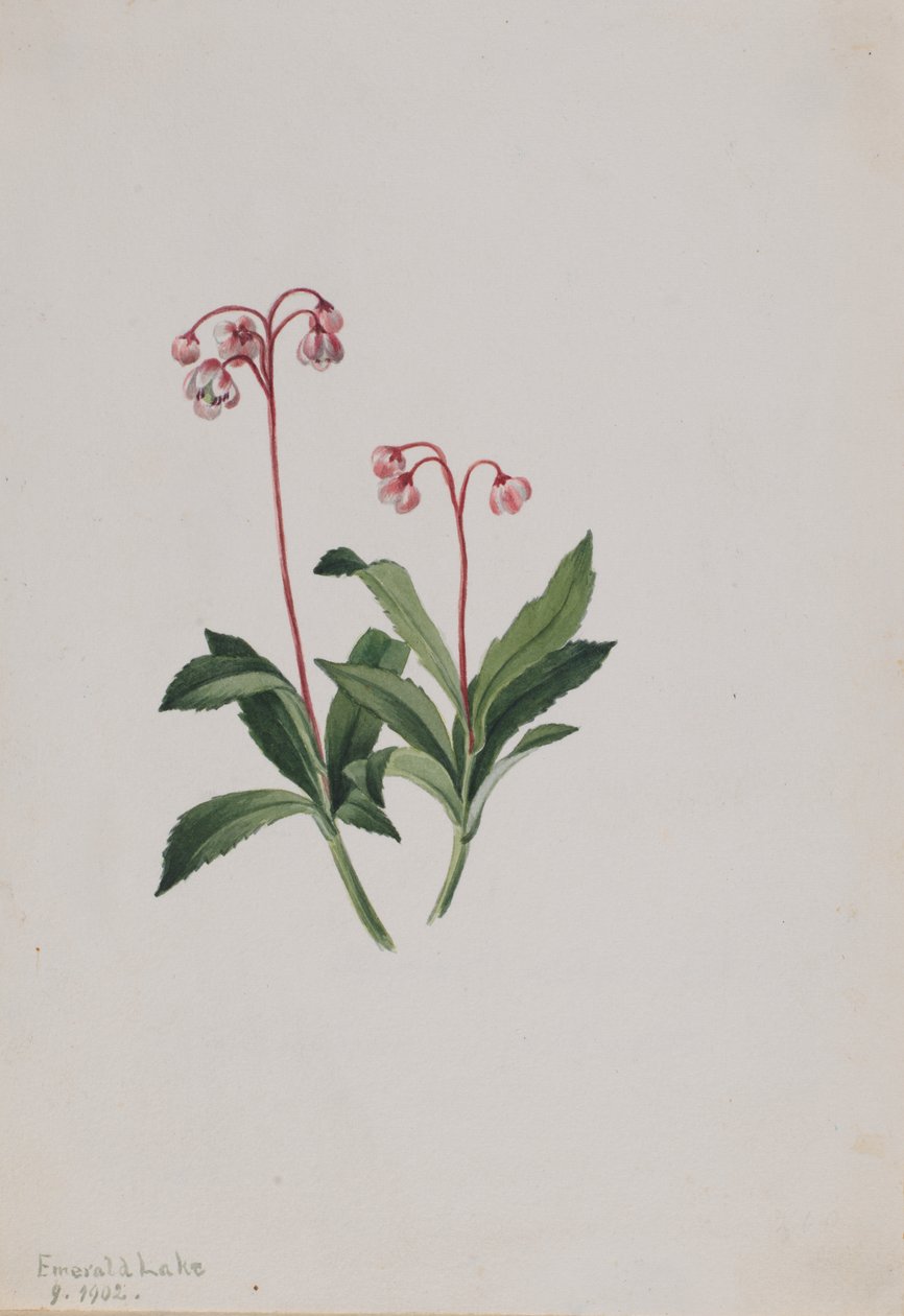 Western Pipsissewa by Mary Vaux Walcott
