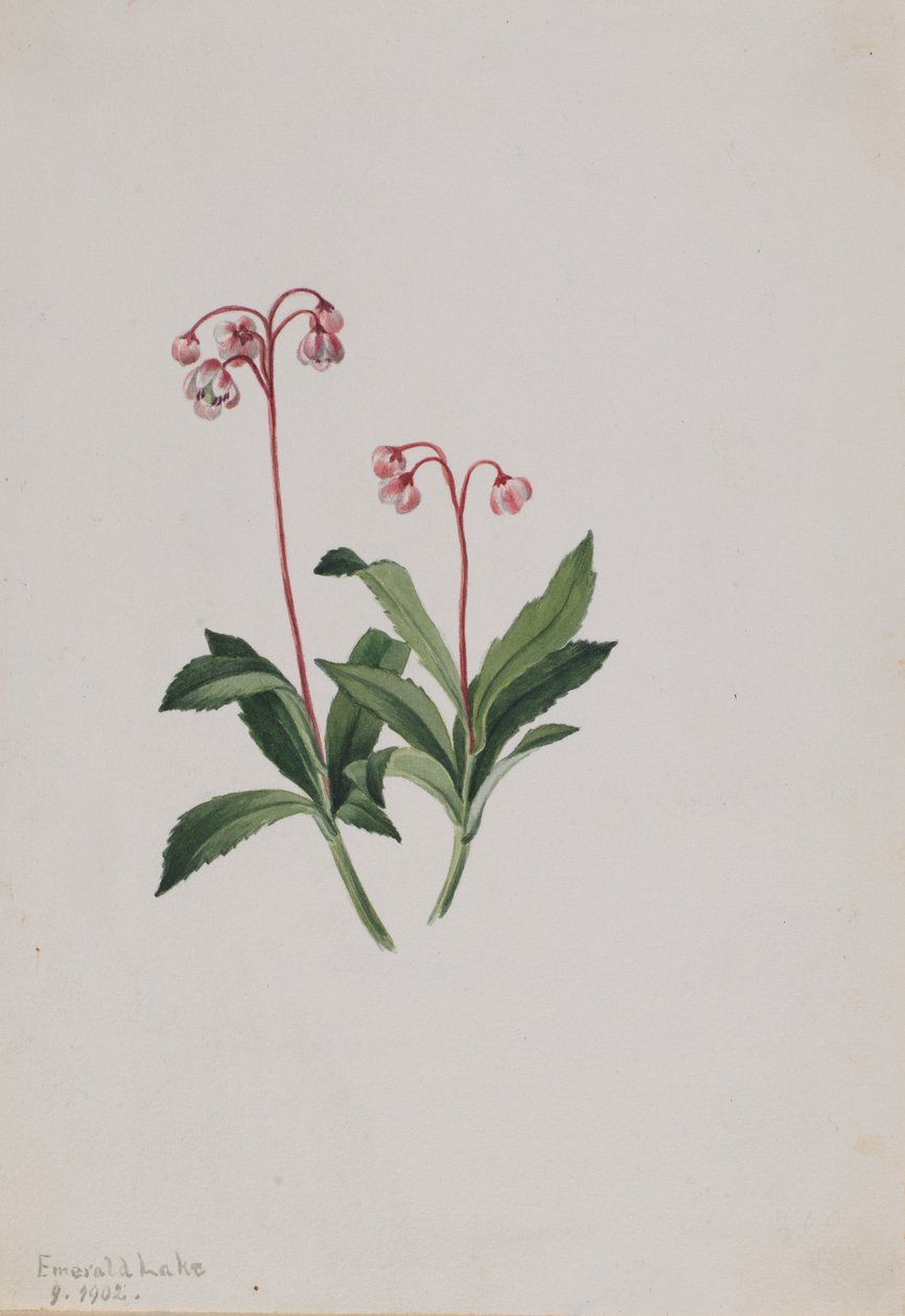 Western Pipsissewa Chimaphila umbellata, 1902 by Mary Vaux Walcott