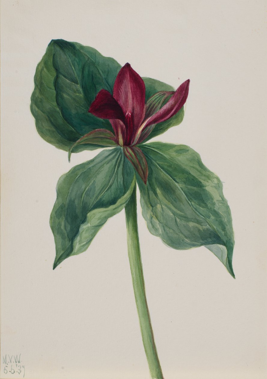 Whippoorwill Flower Trillium, 1937 by Mary Vaux Walcott