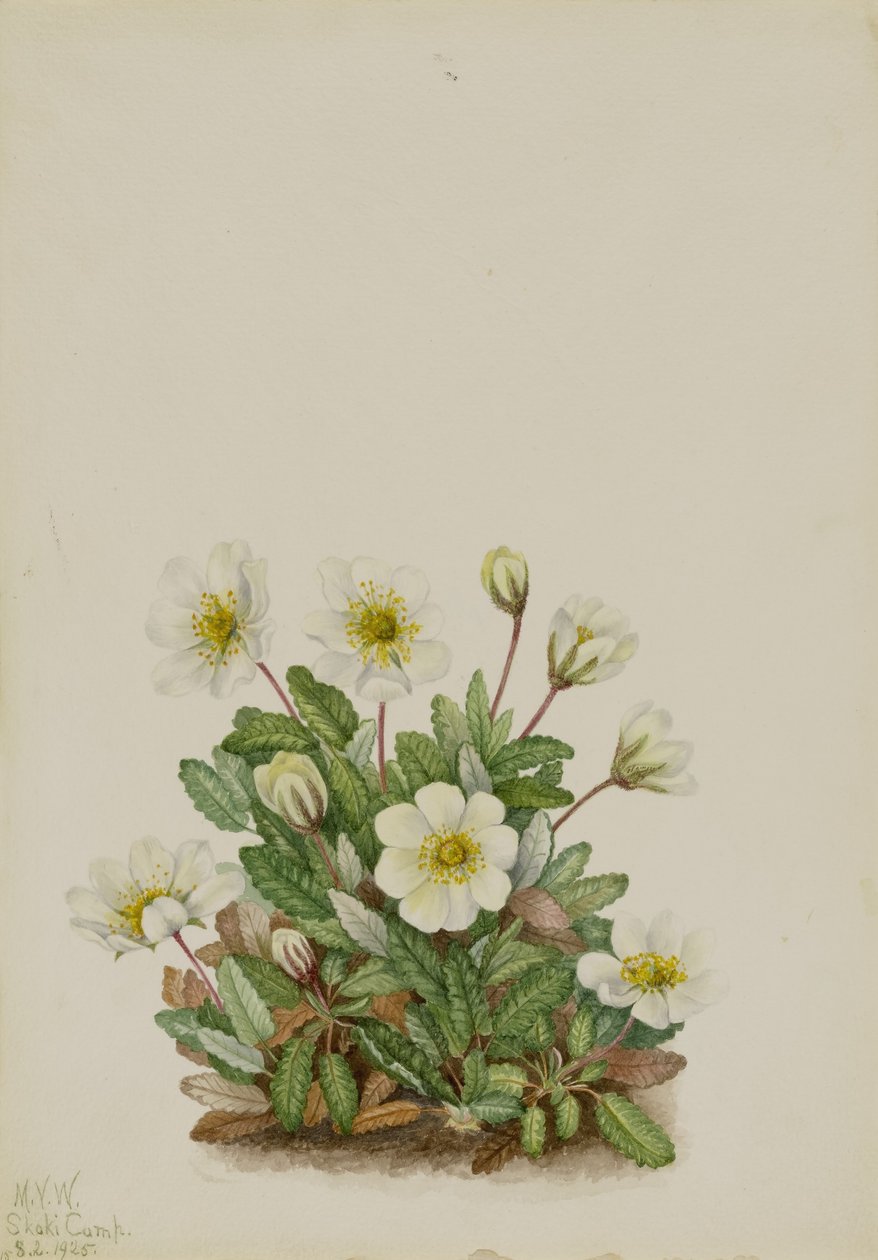 White Dryad by Mary Vaux Walcott
