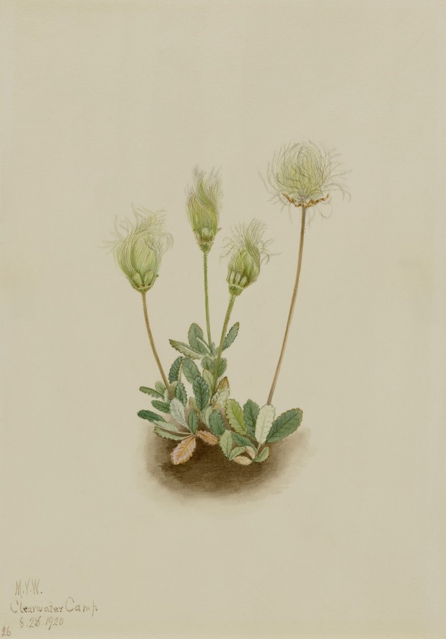 White Dryad by Mary Vaux Walcott