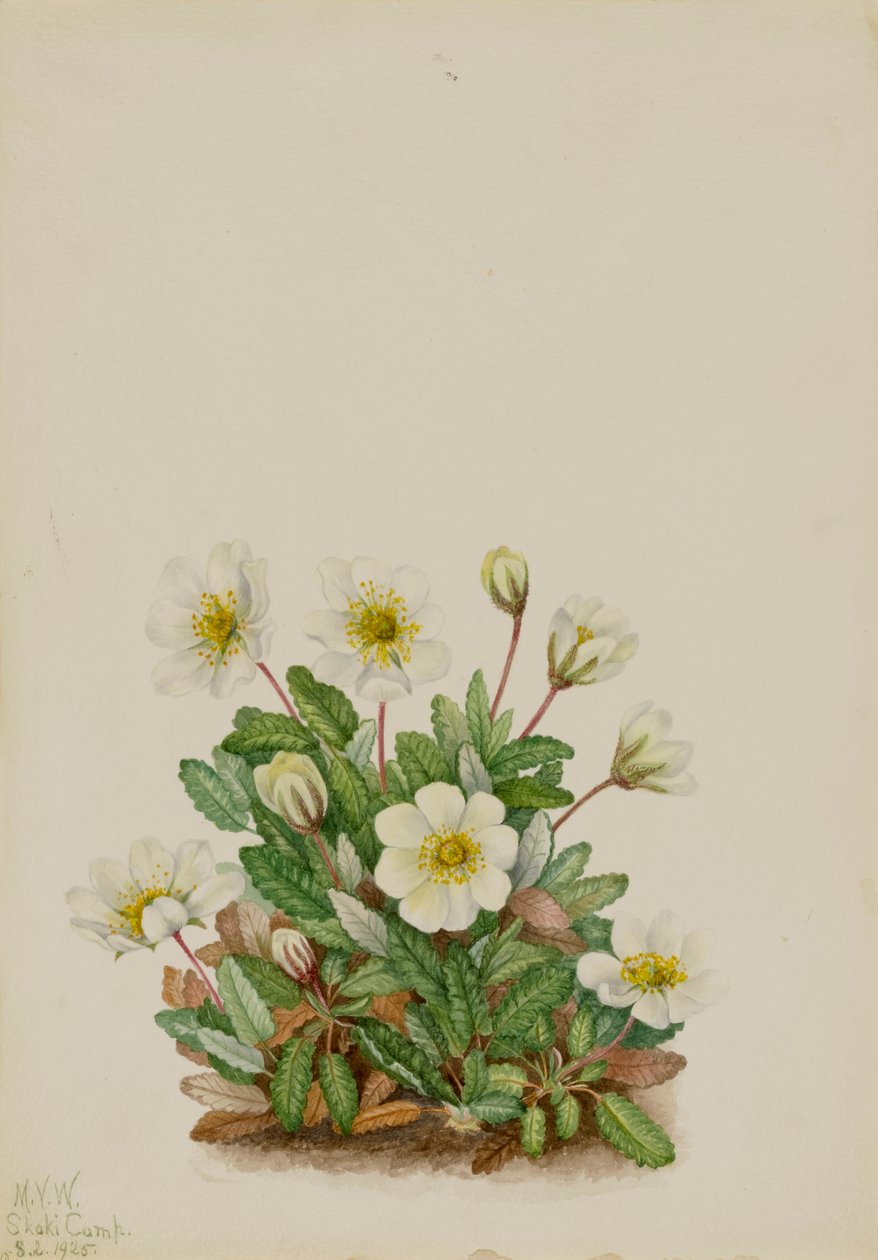 White Dryad Dryas octopetala, 1925 by Mary Vaux Walcott