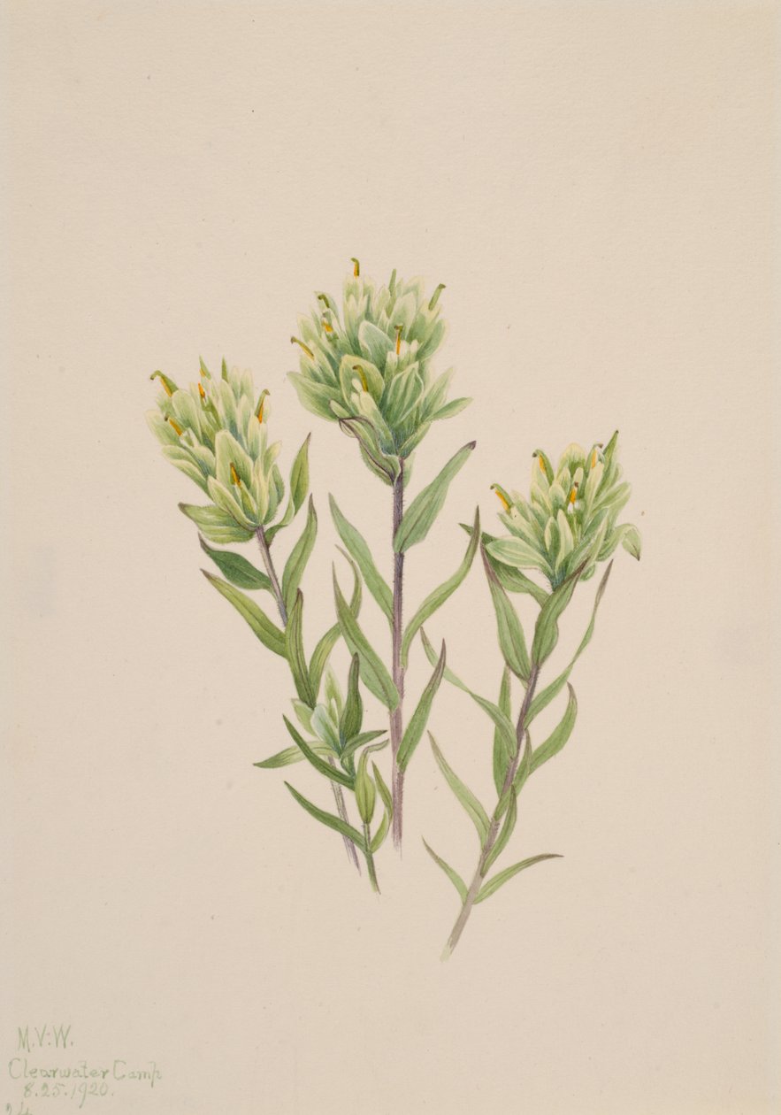 White Indian Paintbrush Castilleja occidentalis by Mary Vaux Walcott
