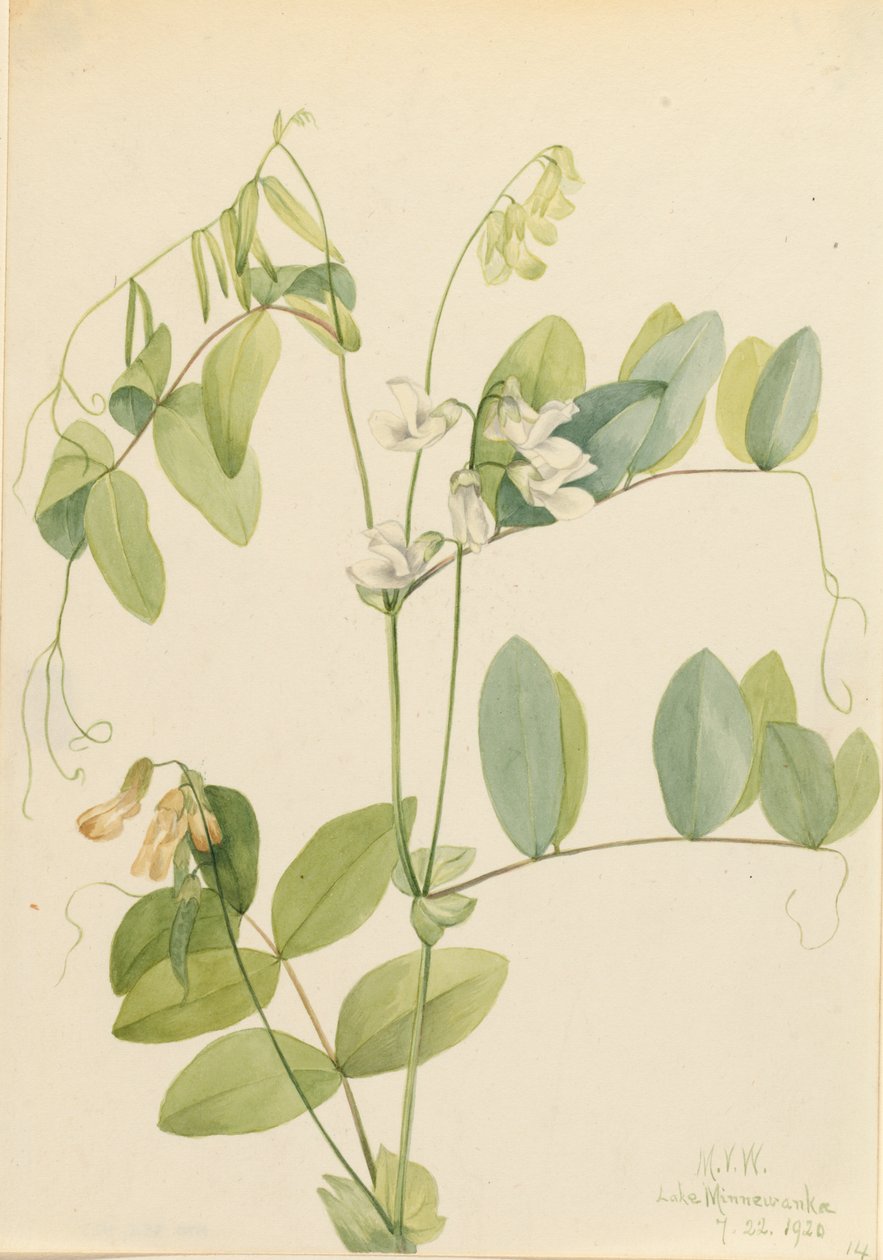 White Pea Lathyrus ochroleucus, 1920 by Mary Vaux Walcott