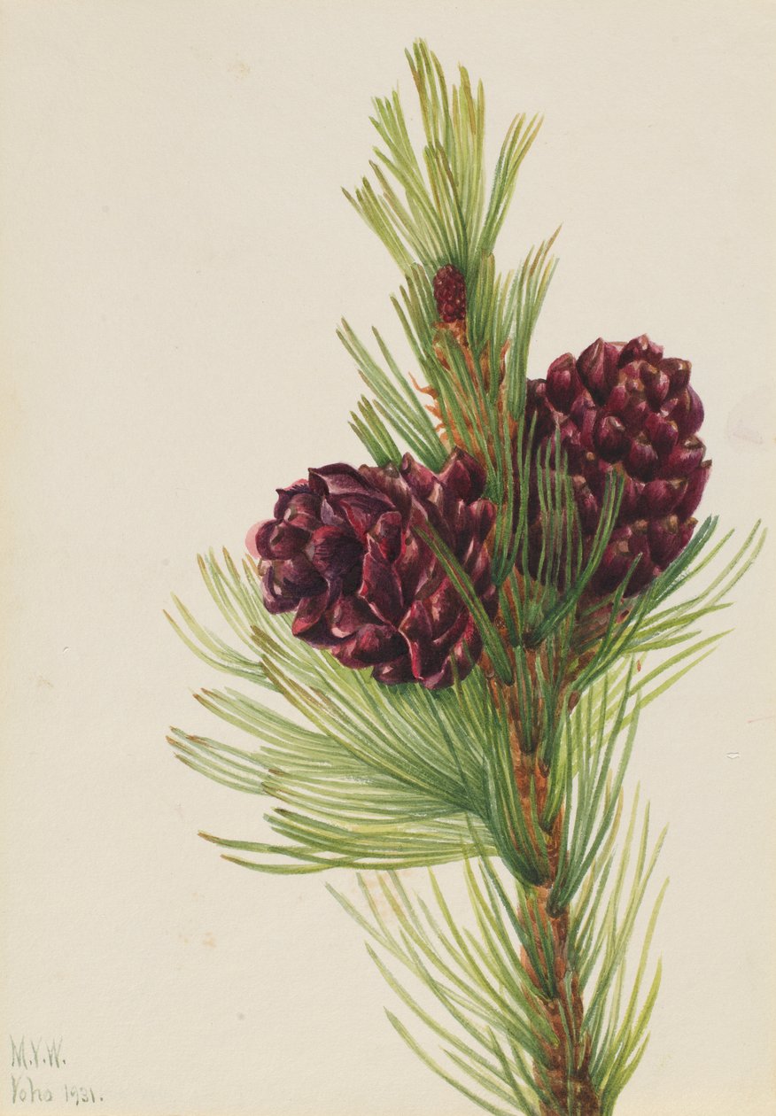 Whitebark Pine by Mary Vaux Walcott