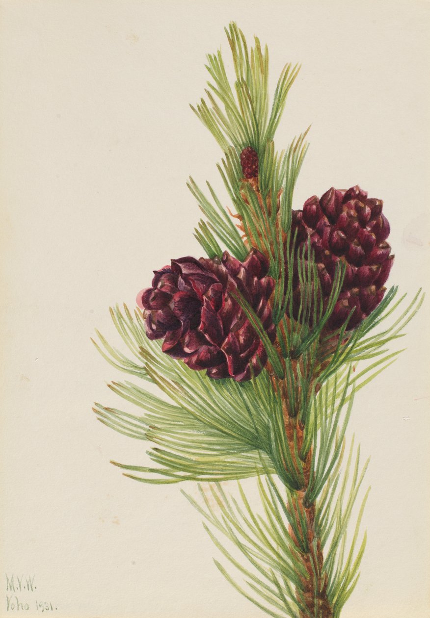 Whitebark Pine, 1931 by Mary Vaux Walcott