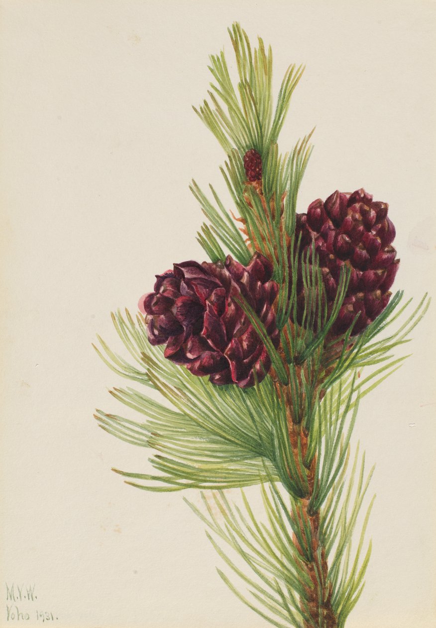 Whitebark Pine Pinus albicaulis, 1931.  by Mary Vaux Walcott