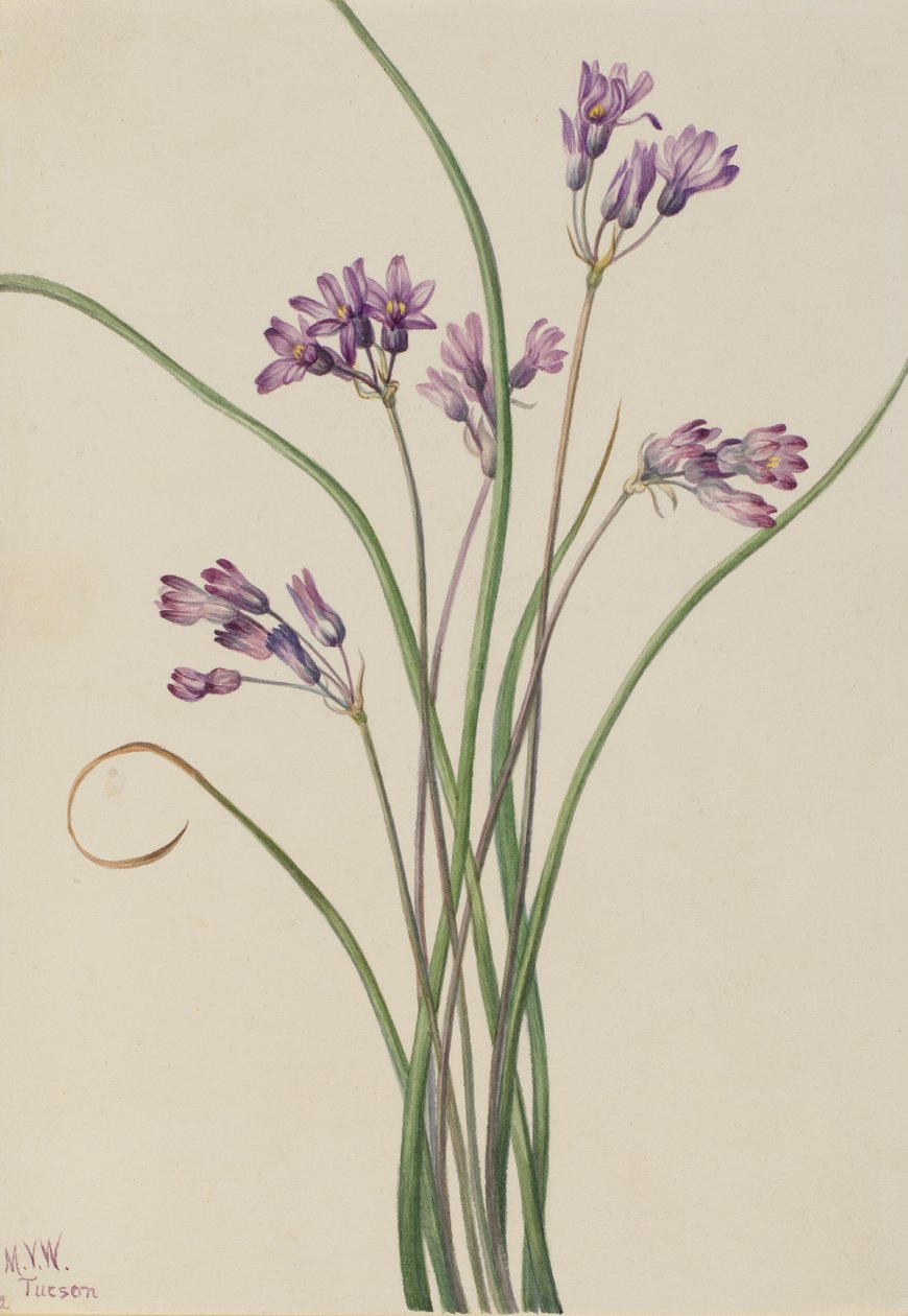 Wild Hyacinth by Mary Vaux Walcott