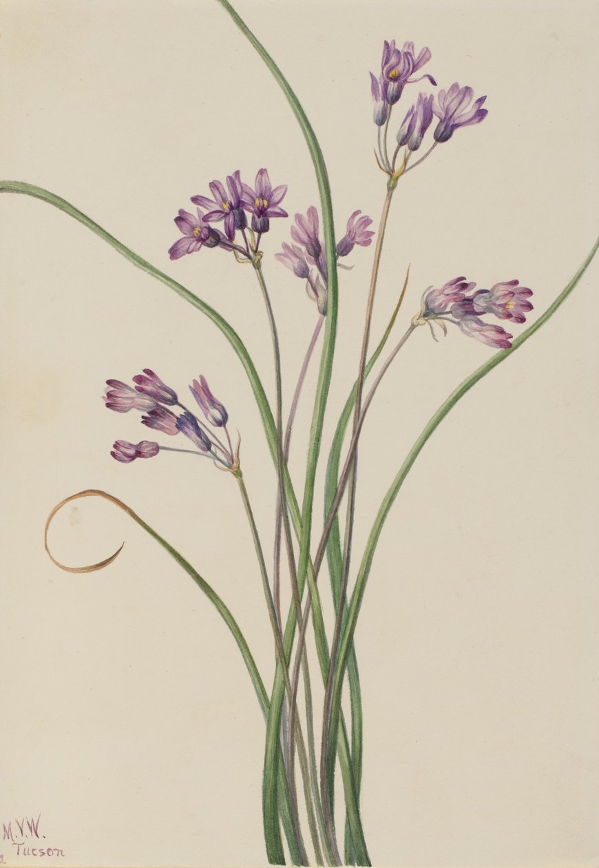 Wild Hyacinth Brodiaea pulchella by Mary Vaux Walcott