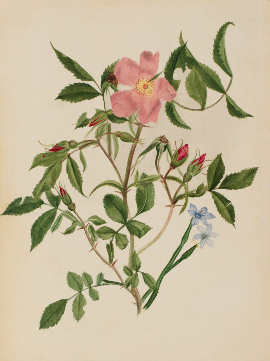 Wild Rose and Blue-eyed Grass by Mary Vaux Walcott